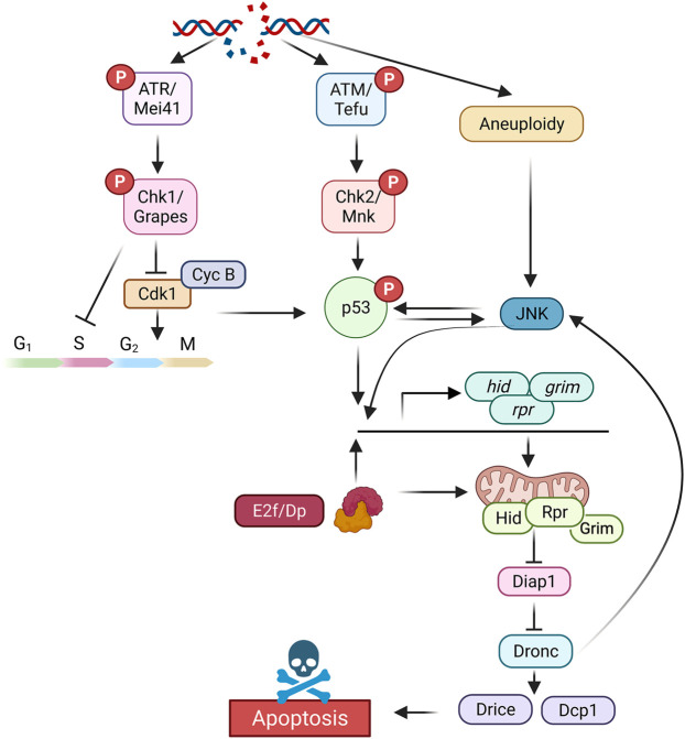 FIGURE 1