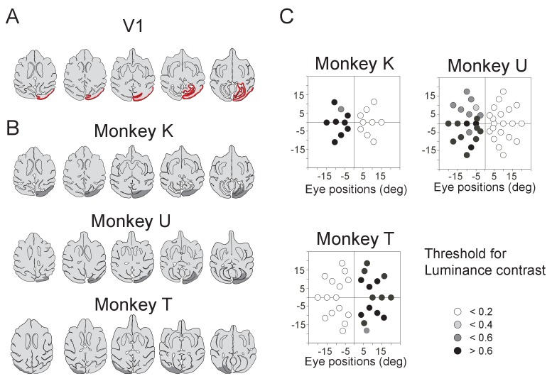 Figure 1—figure supplement 1.