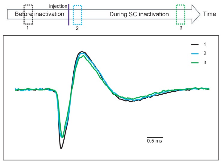 Figure 4—figure supplement 1.