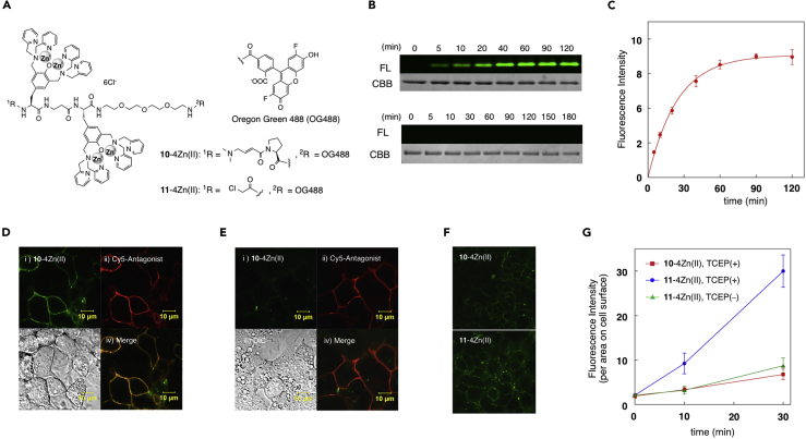 Figure 3