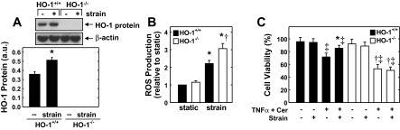 Fig. 9.