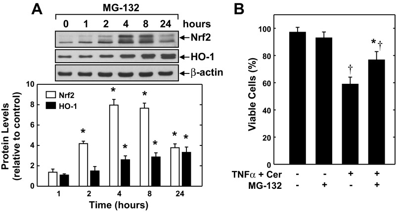 Fig. 8.