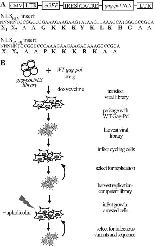 FIG. 1.