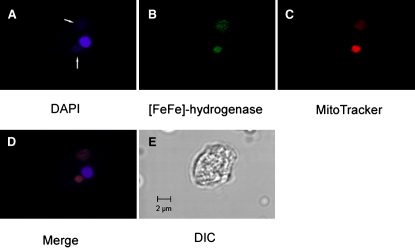 Figure 1