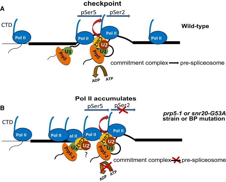 Figure 7