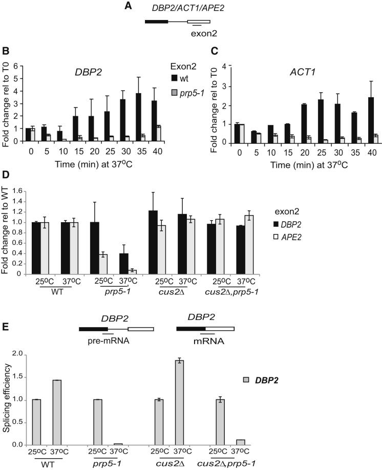 Figure 4