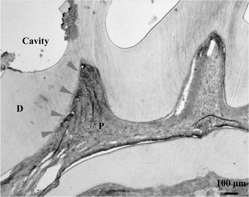 Fig. 5