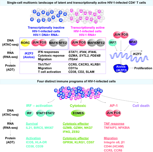 graphic file with name nihms-1938133-f0001.jpg