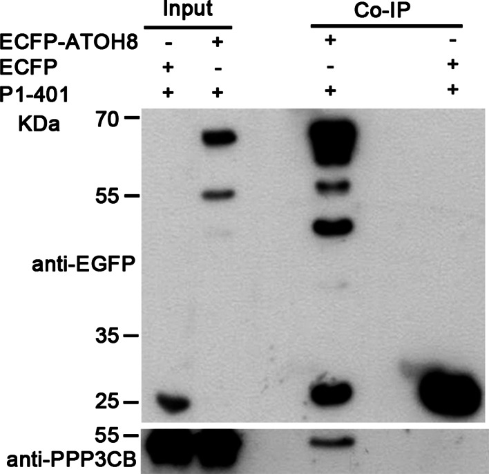 Fig. 5