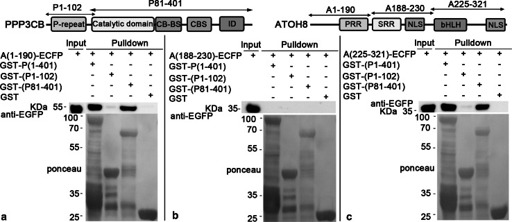 Fig. 8