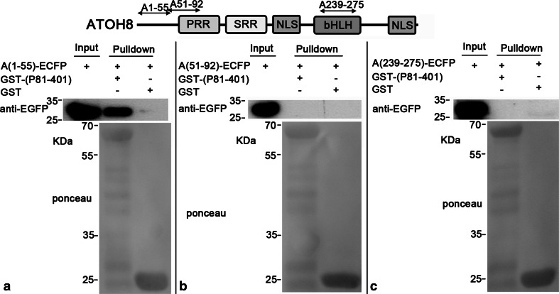 Fig. 10