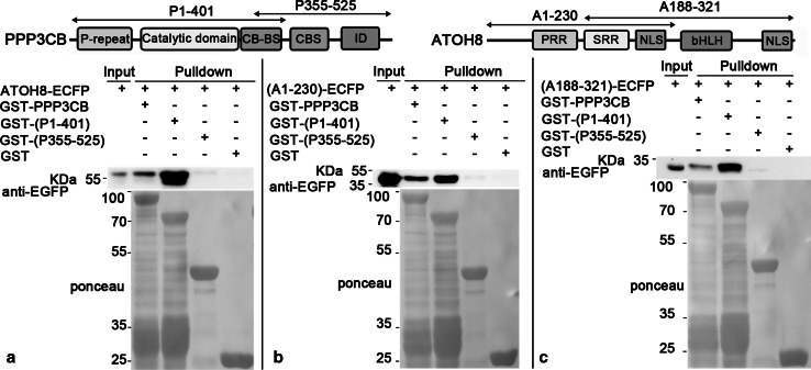 Fig. 7