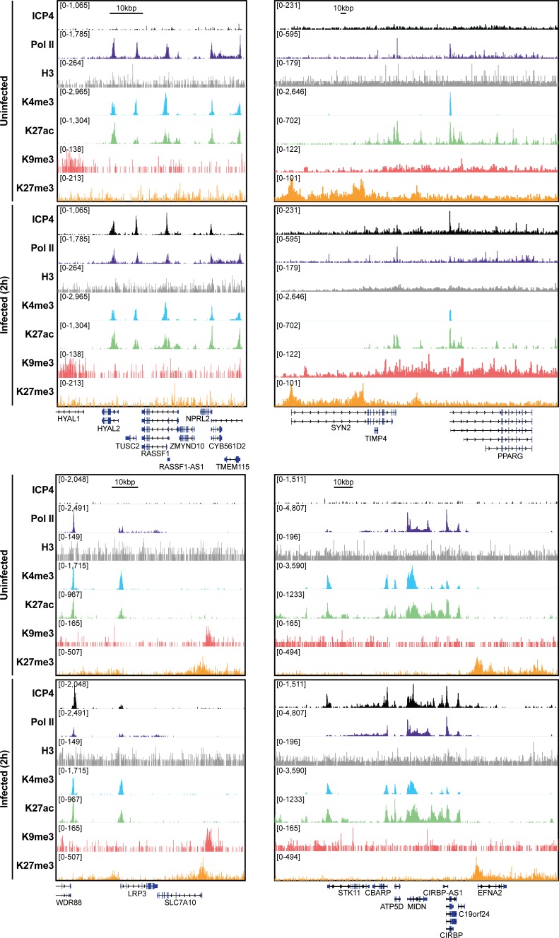 Figure 5—figure supplement 1.