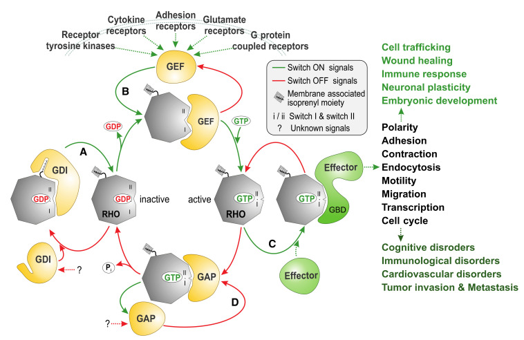 The RHO Family GTPases: Mechanisms of Regulation and Signaling - PMC