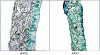 <b>Figure 1</b>