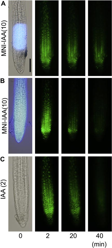 Figure 4