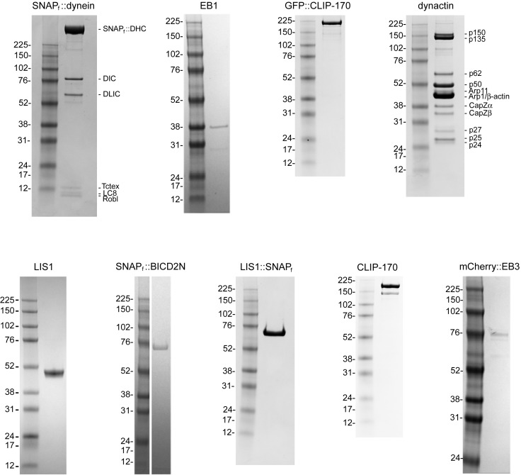 Figure 1—figure supplement 1.