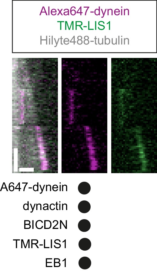 Figure 7—figure supplement 1.