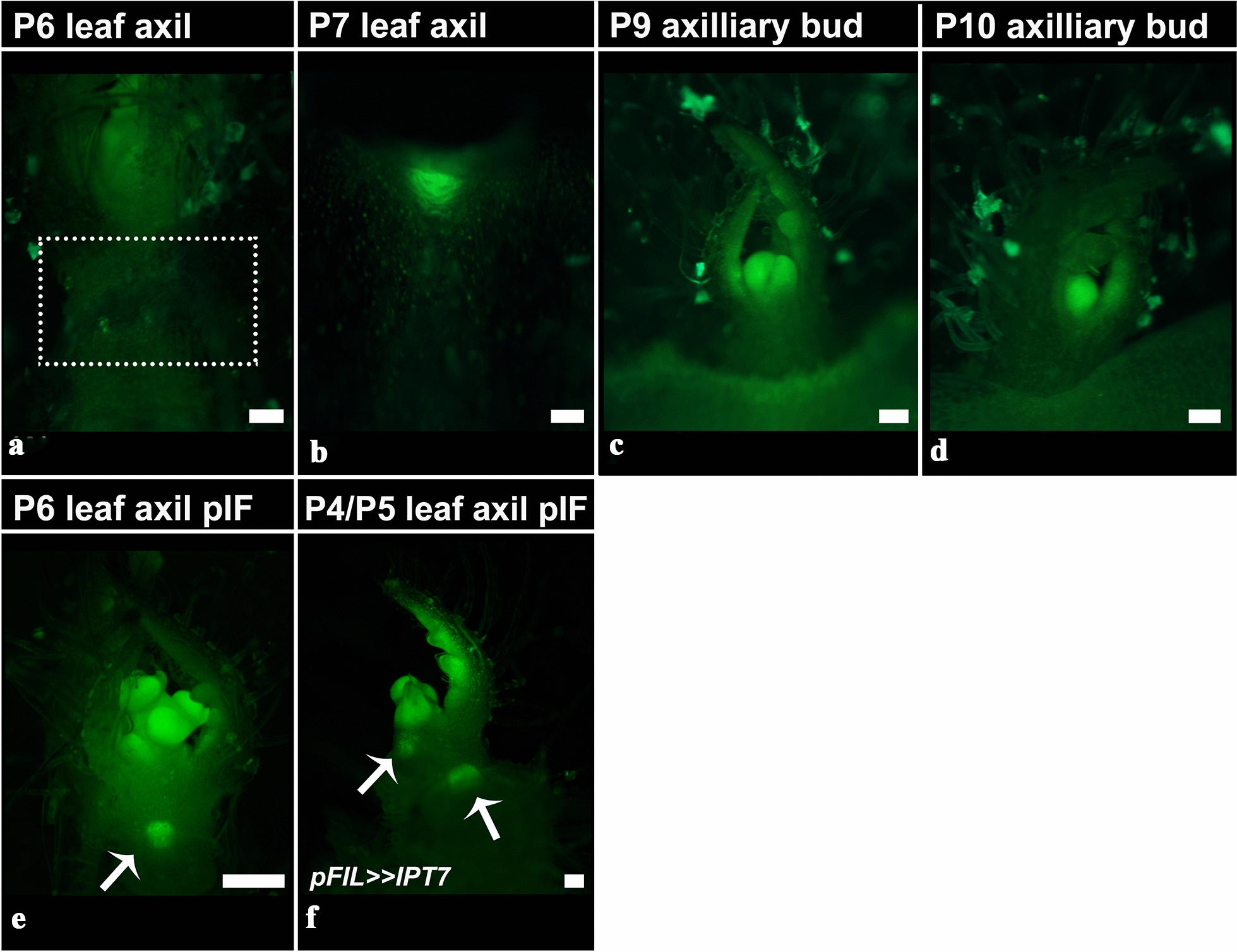 Fig. 7