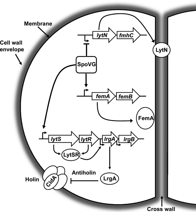 FIG 5