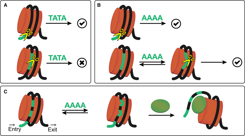 Figure 7.