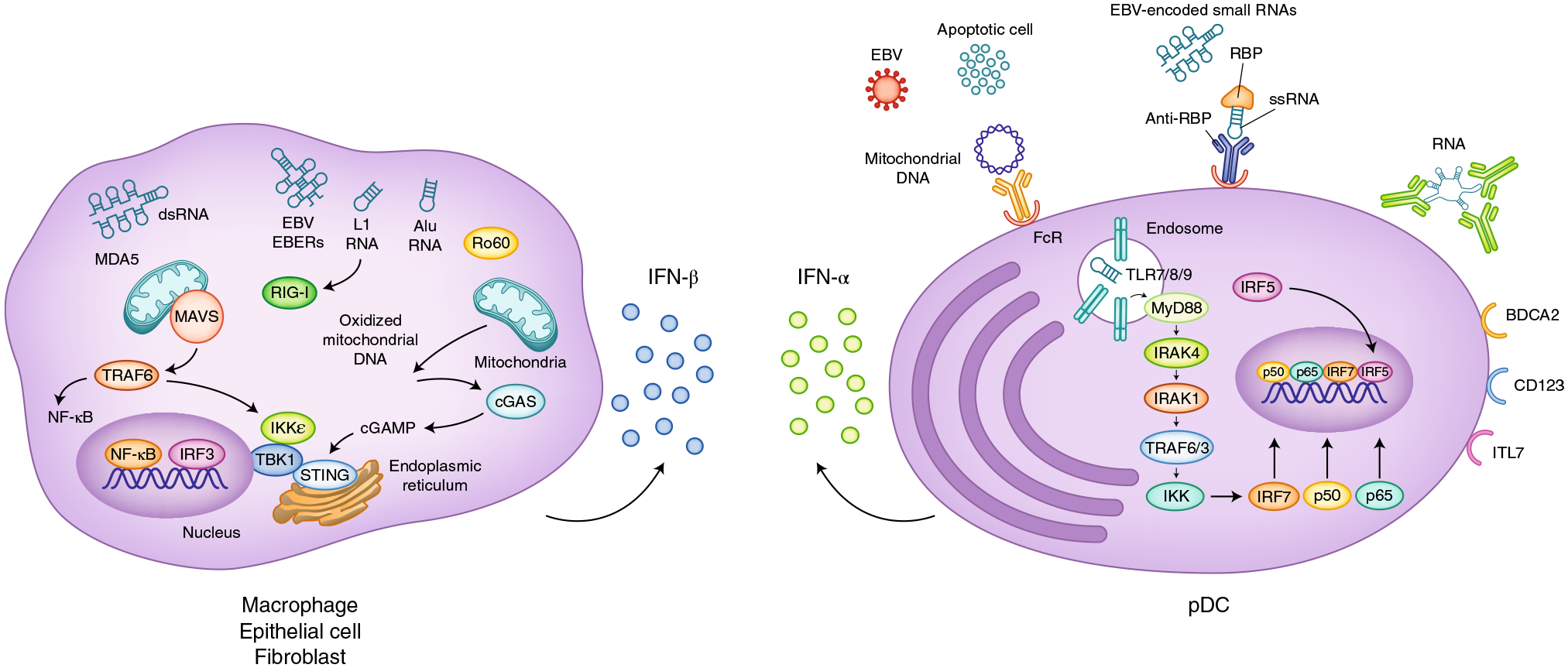 Fig. 2 |