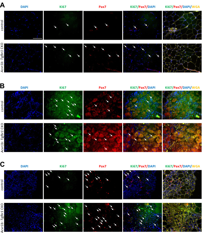 Figure 5—figure supplement 2.