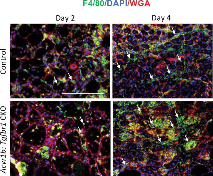 Figure 5—figure supplement 1.