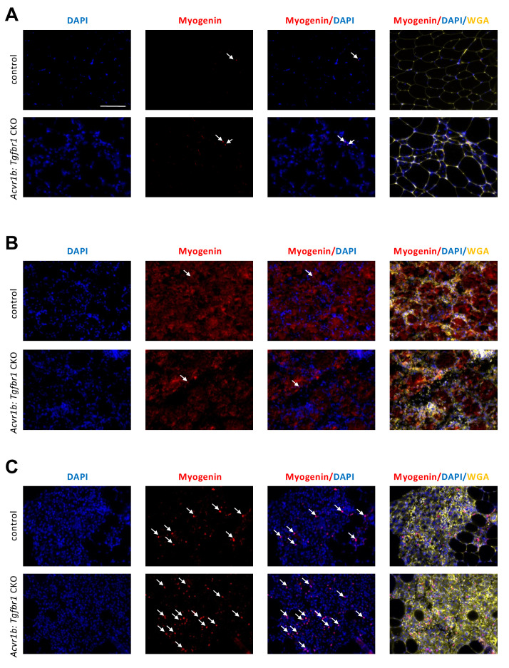 Figure 5—figure supplement 3.