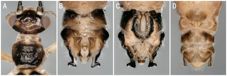 Figure 6.