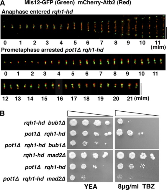 FIG 3