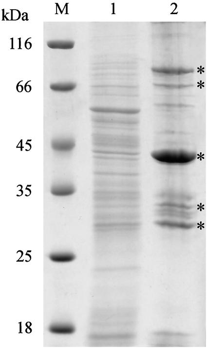 FIG. 1.