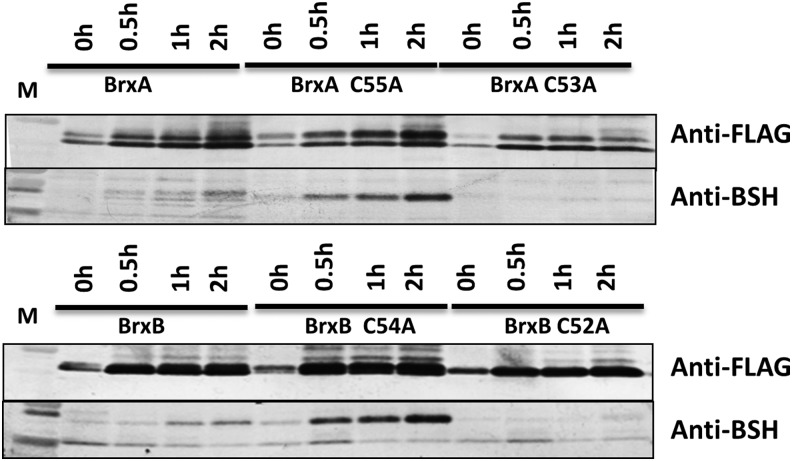 FIG. 7.