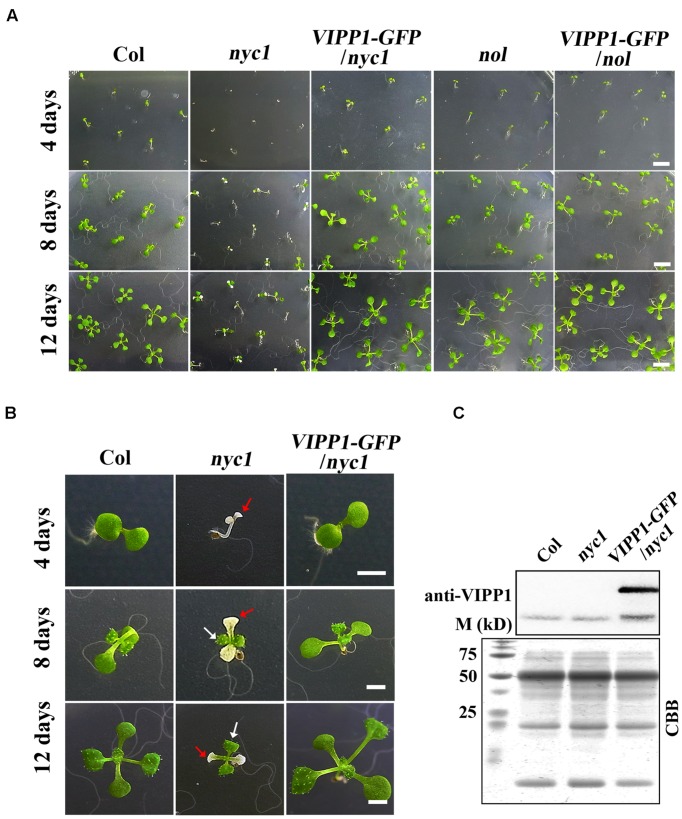 FIGURE 1