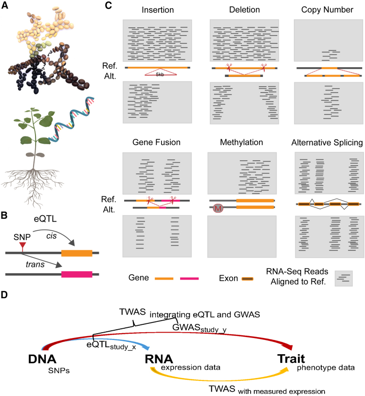 TWAS facilitates gene-scale trait genetic dissection through gene ...