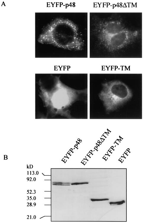 FIG. 1.