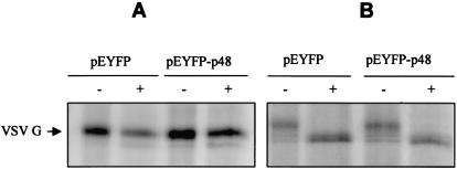 FIG. 7.