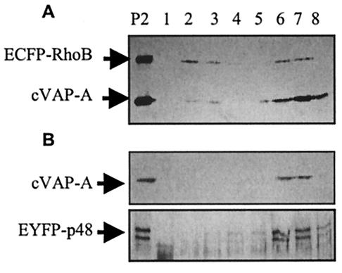 FIG. 5.