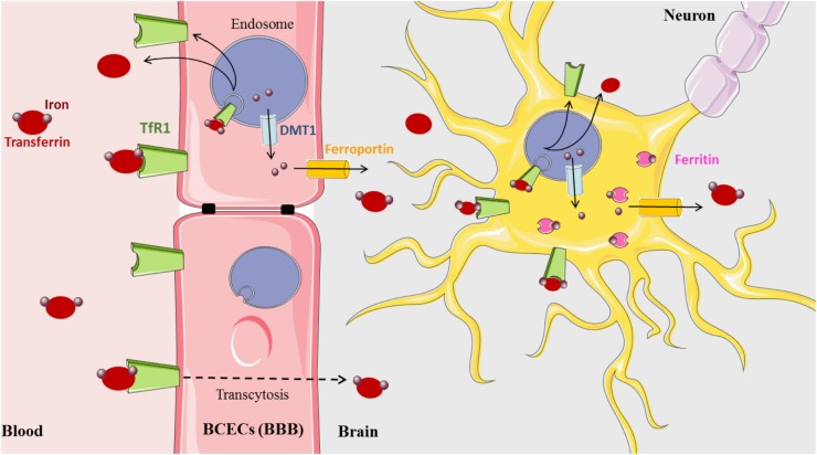 FIGURE 1