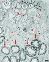 Fig. 2.