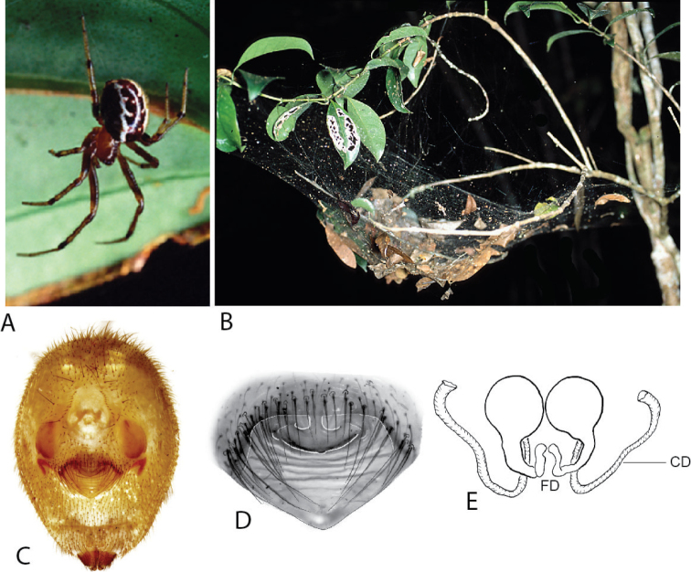 Figure 11.