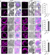 Figure 4—figure supplement 1.