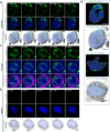 Figure 2—figure supplement 3.