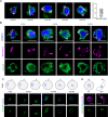 Figure 2—figure supplement 4.