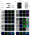 Figure 6—figure supplement 1.