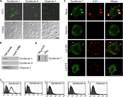 FIGURE 4.