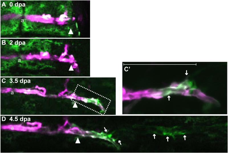 Fig. 3