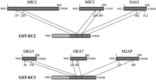 FIG. 1.