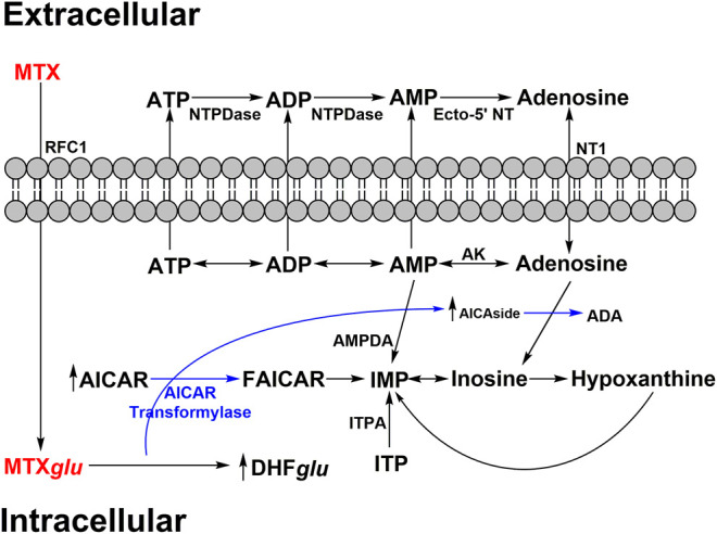 FIGURE 2