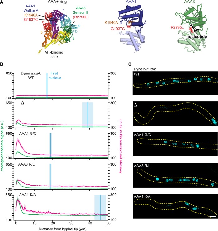 FIGURE 3: